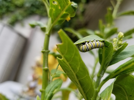 catapillar on milkweed