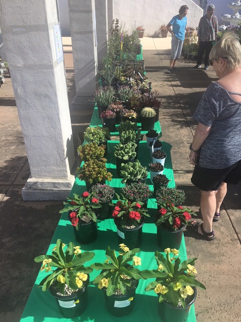 plant sale