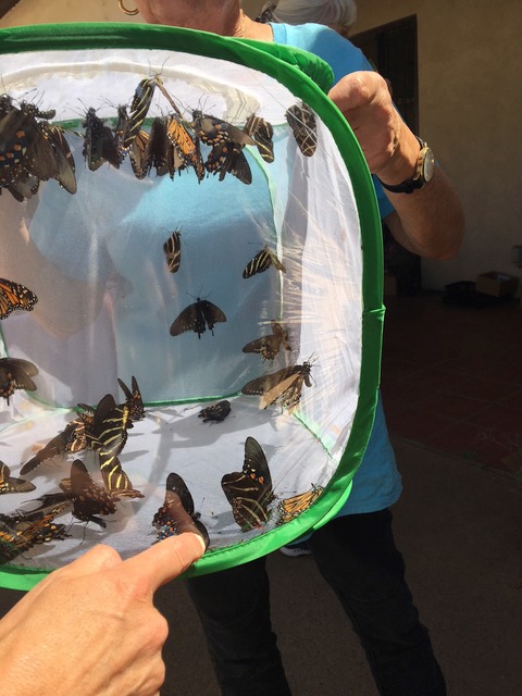 buttterflies for release